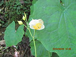 绿色 自然 花 花蕊 绿叶