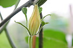 花蕊