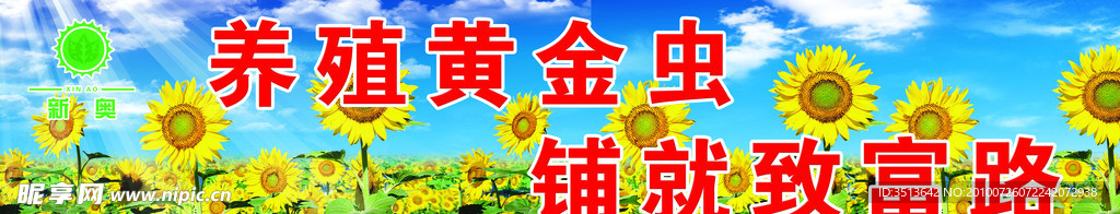向日葵图片
