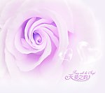 天使之约