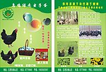 乌鸡绿壳虫子蛋宣传单