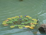 荷花 水池 自然风景