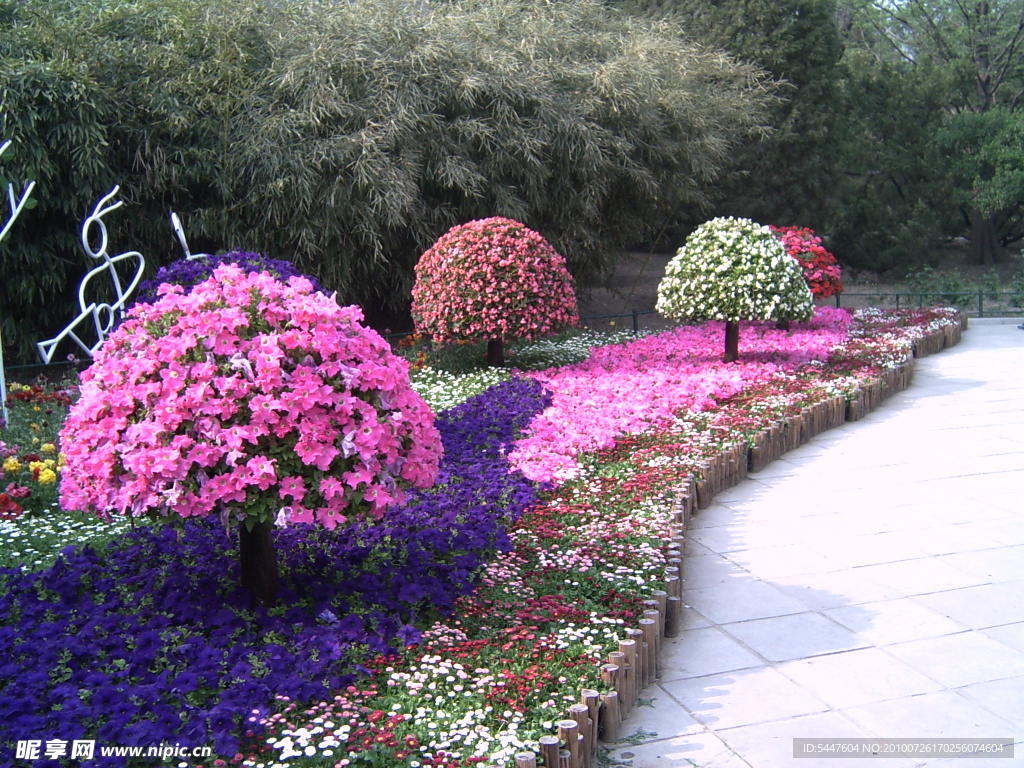 香山风光 花坛绣球