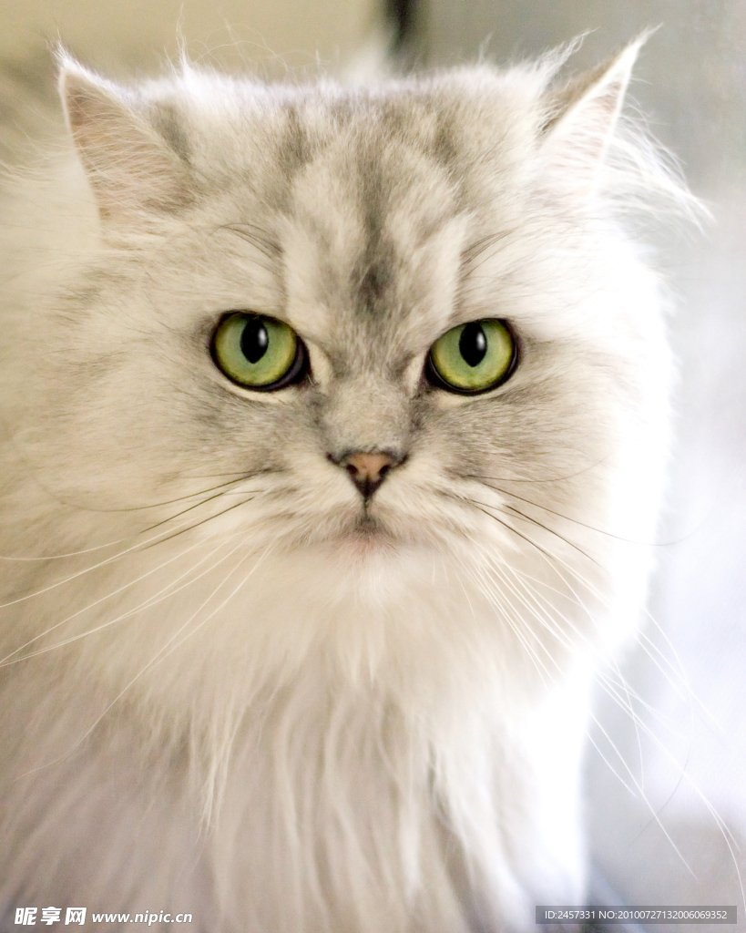 大猫