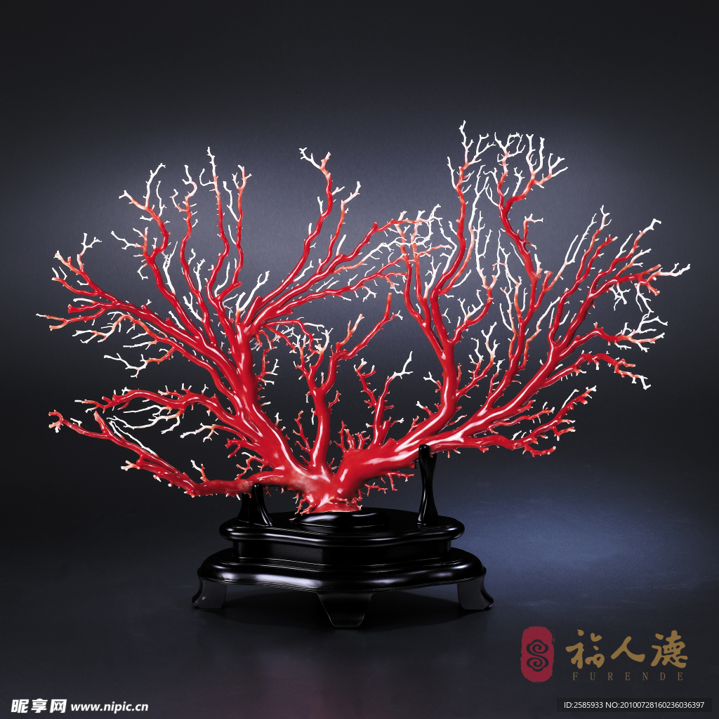 珊瑚