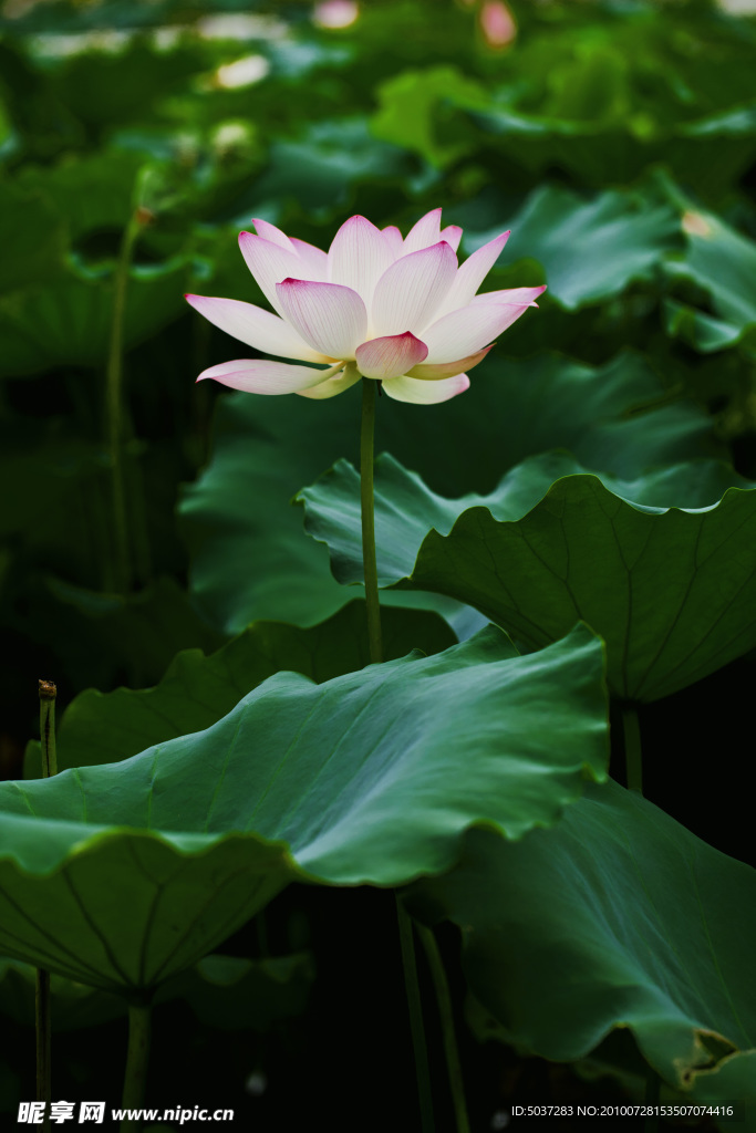 荷花