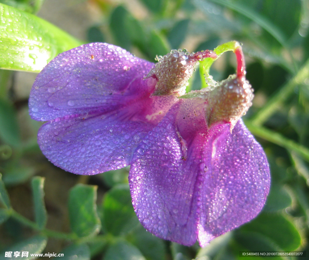 并蒂小花