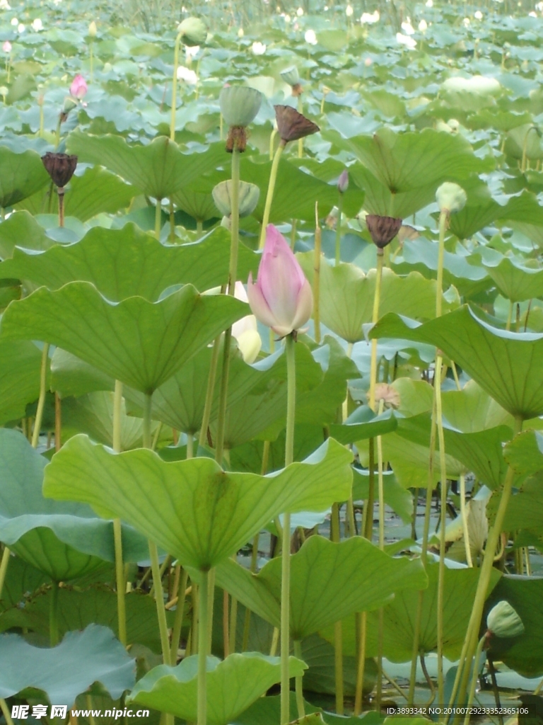 荷花