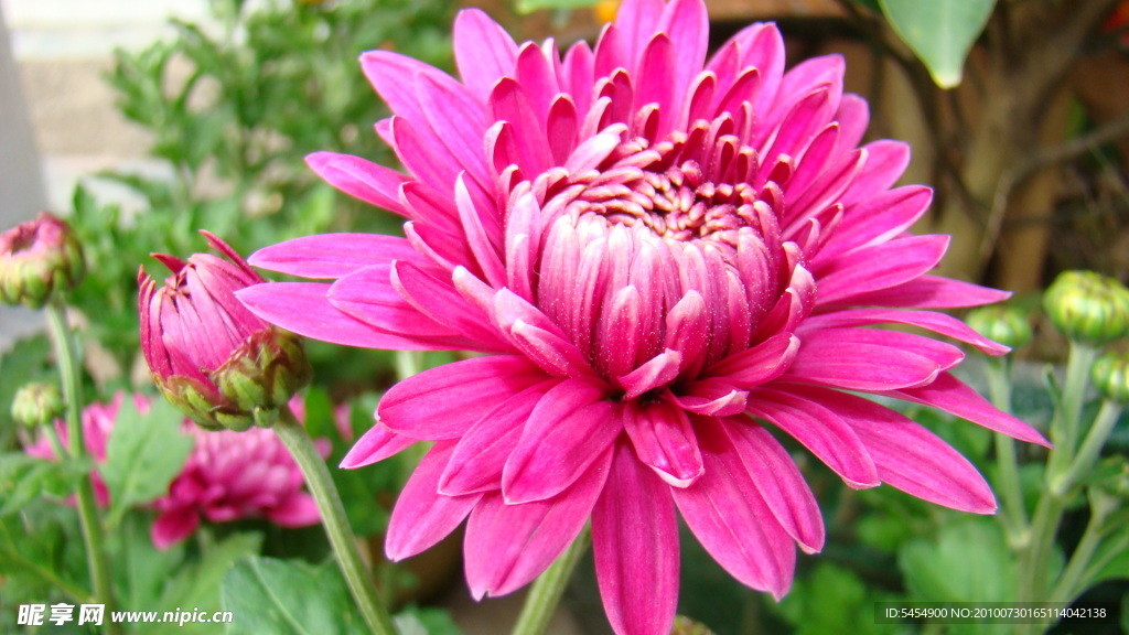 鲜花