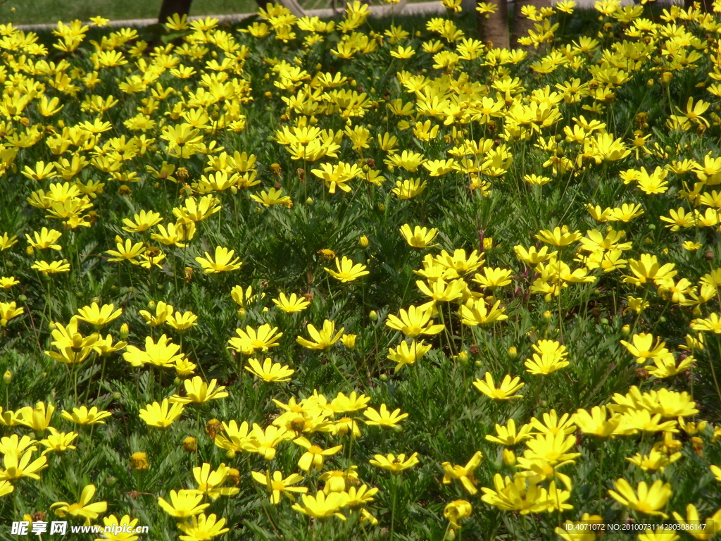 小野菊