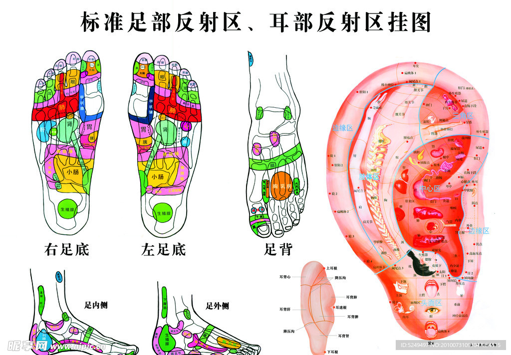 标准足部反射区