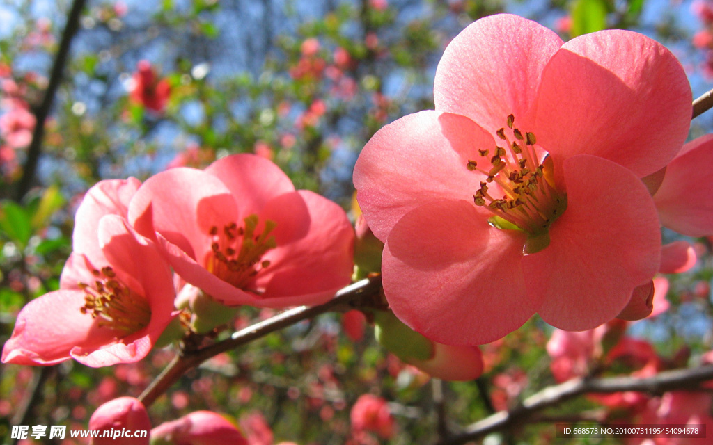桃花
