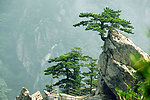 石人山 迎客松