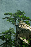 石人山 迎客松