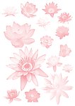 莲花