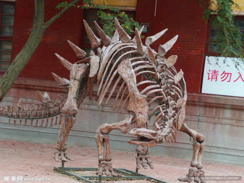 恐龙骨架