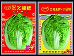 蔬菜 白菜 展板