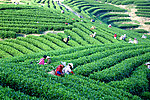 茶景