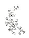梅 梅花