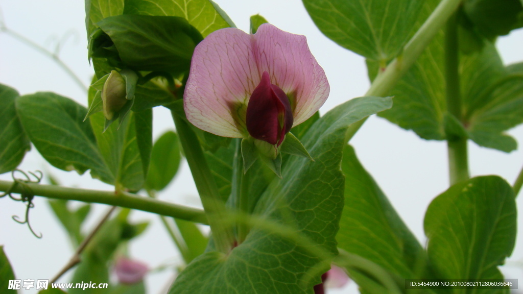 豆角花