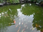 水中鱼