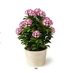 室内植物