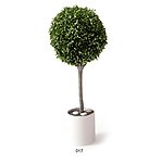 室内植物