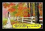 美女 蝴蝶花 李清照的词