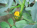 花生