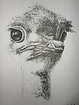 鸵鸟 素描