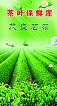 阳光茶园