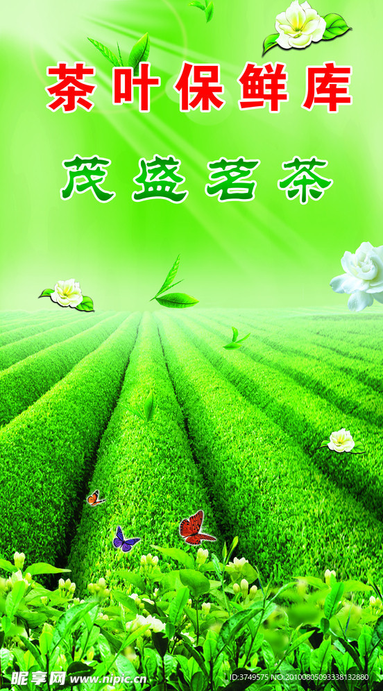 阳光茶园