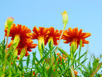 花草