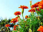 花草