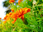 花草