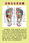 足底左右反射图