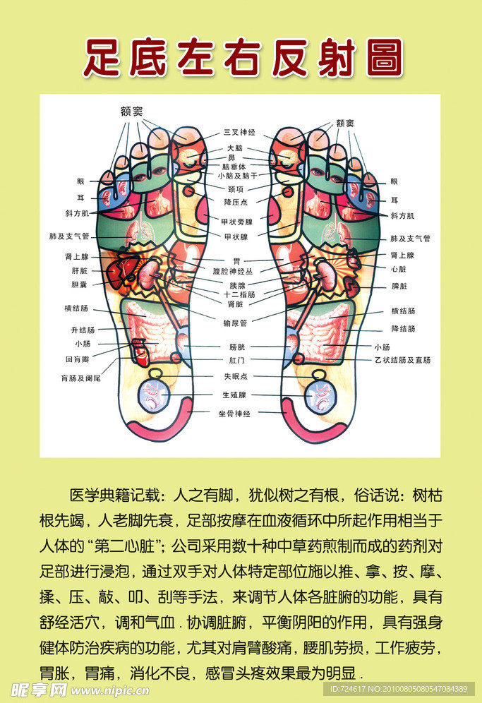 足底左右反射图