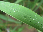 雨露