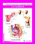 生殖器解剖图