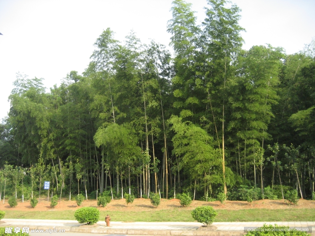 竹林