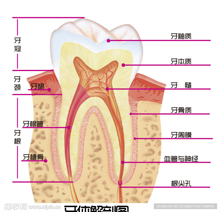 口腔 牙齿解剖图 医学 医院 教育 展板