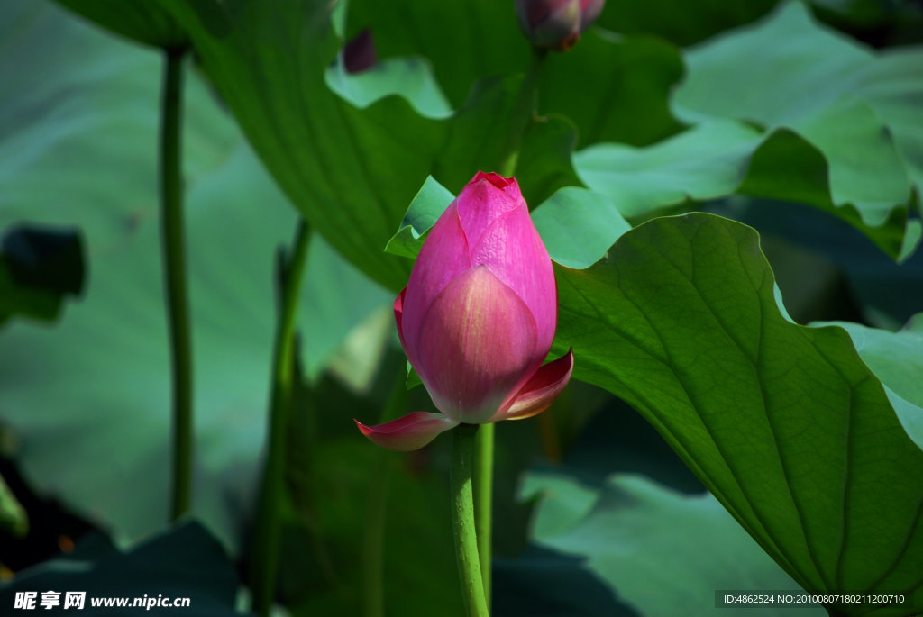 荷花 花卉