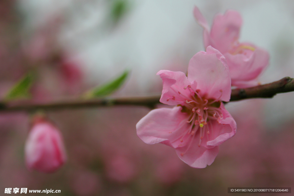 桃花