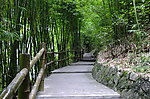 林荫道