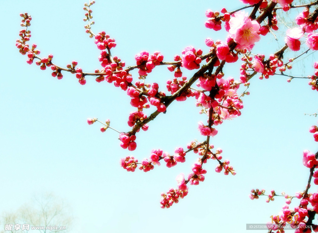 迎春花