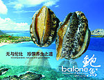 鲍鱼海报