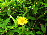 绿色 小花