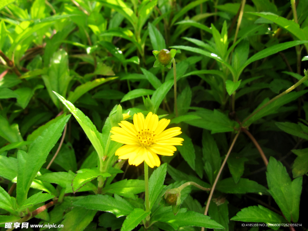 绿色 小花