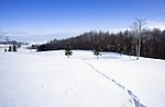 雪原和树林