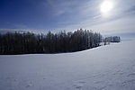 雪原和针叶树林